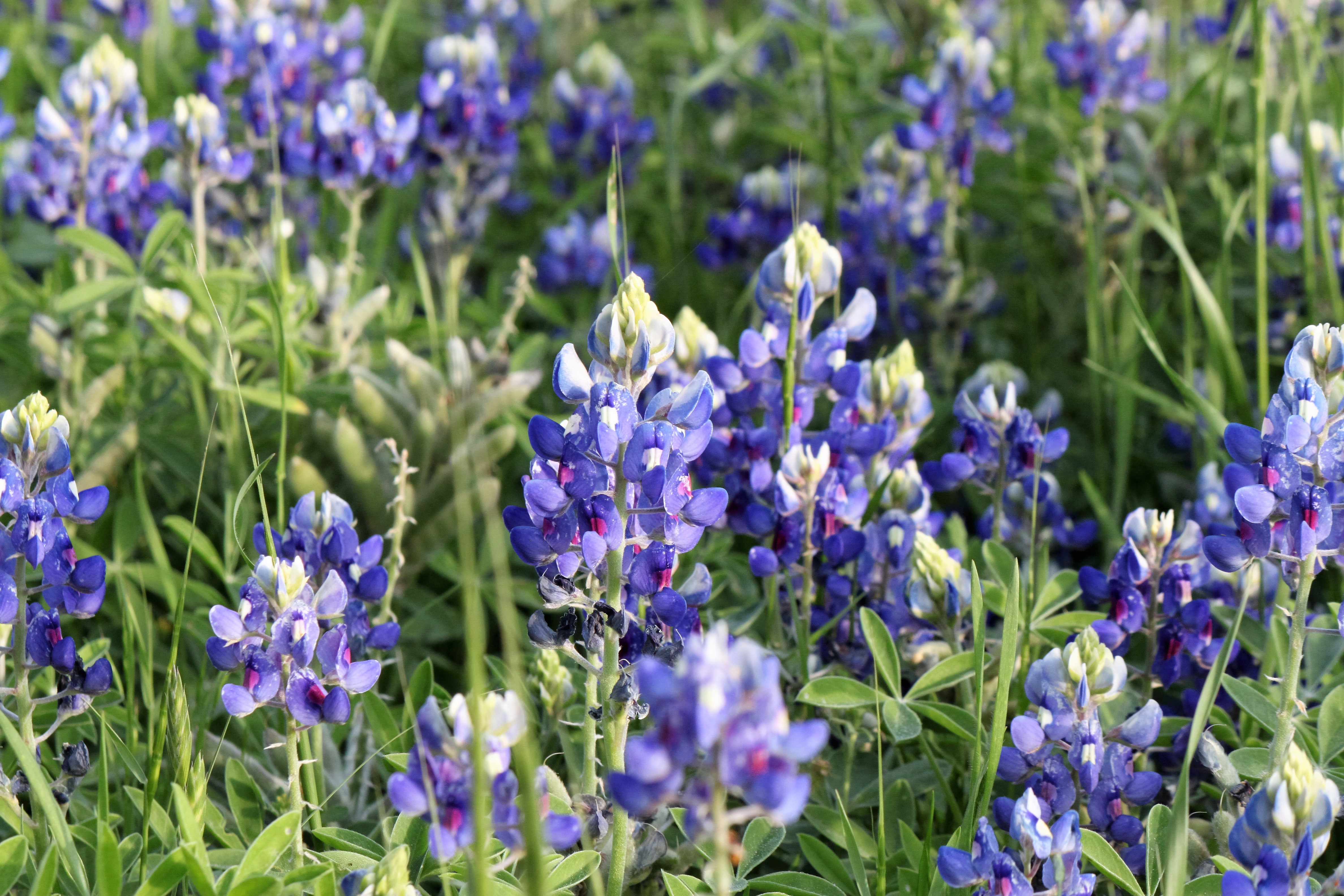 Texas Bluebonnets | Shutterbug